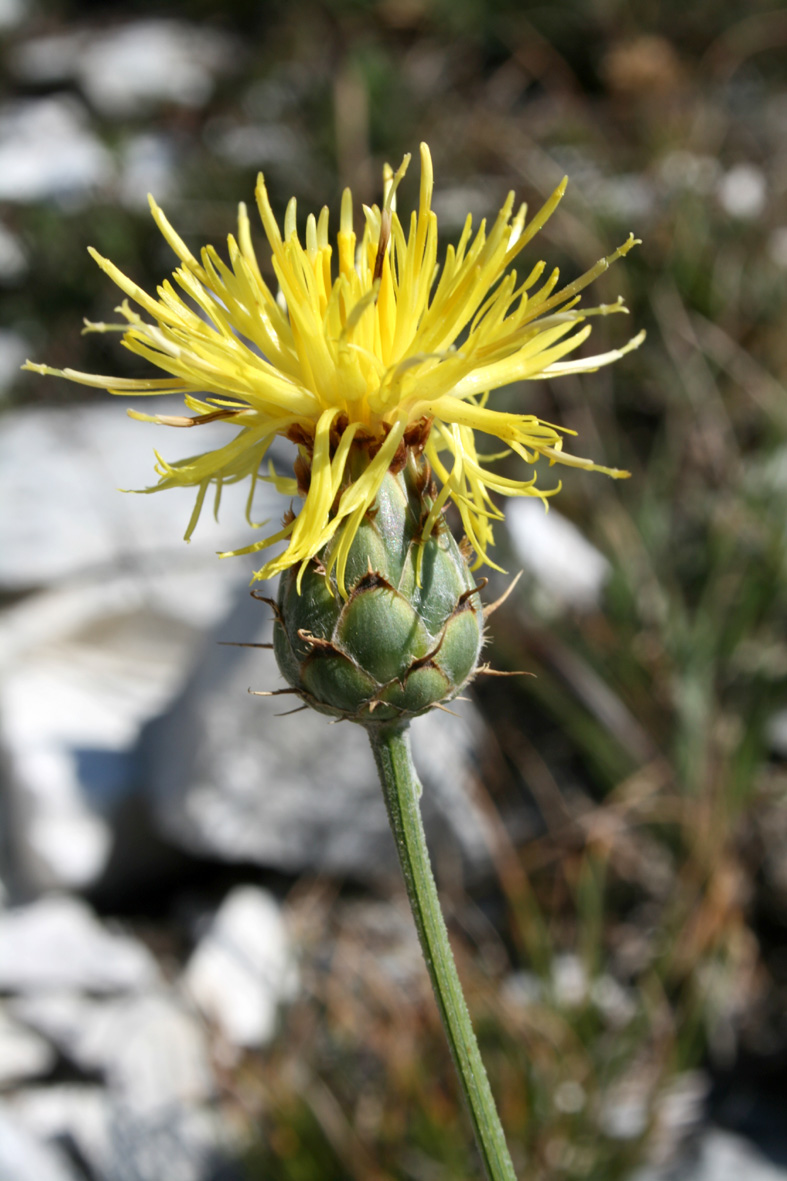 Centaurea rupestris / Fiordaliso giallo