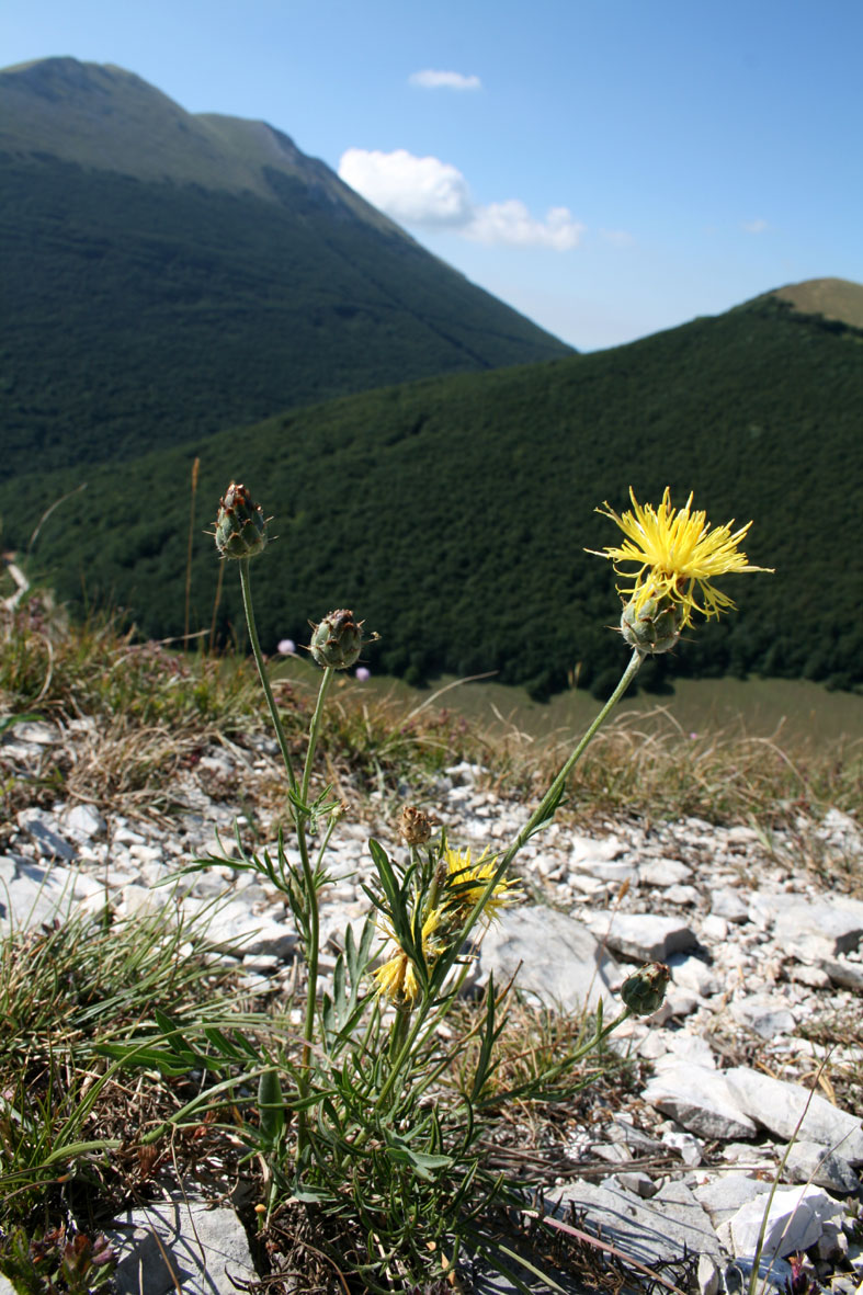 Centaurea rupestris / Fiordaliso giallo