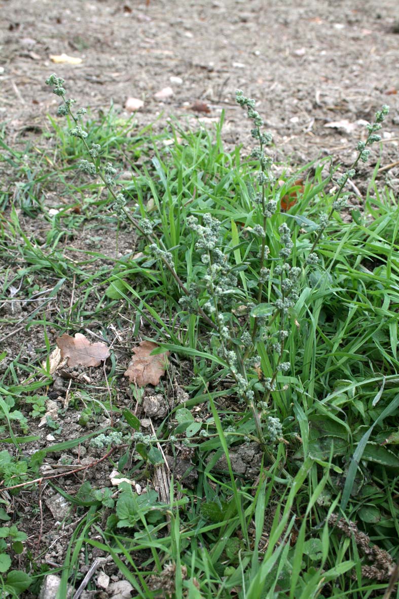 Chenopodium album sl.