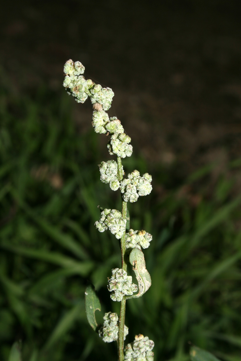 Chenopodium album sl.