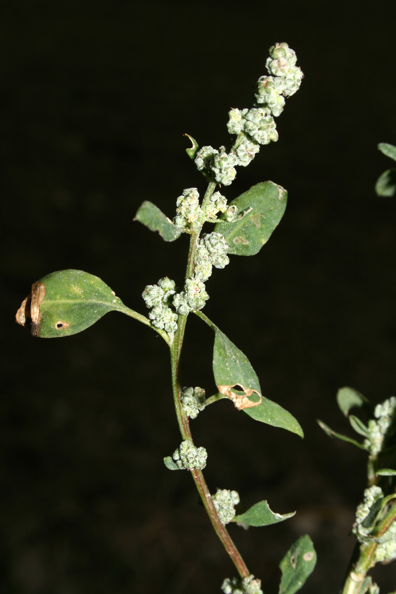 Chenopodium album sl.