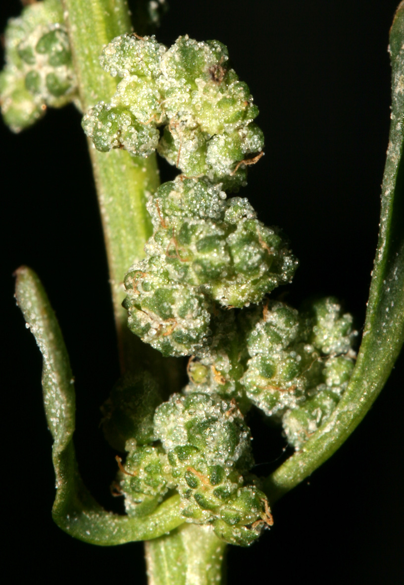 Chenopodium album sl.
