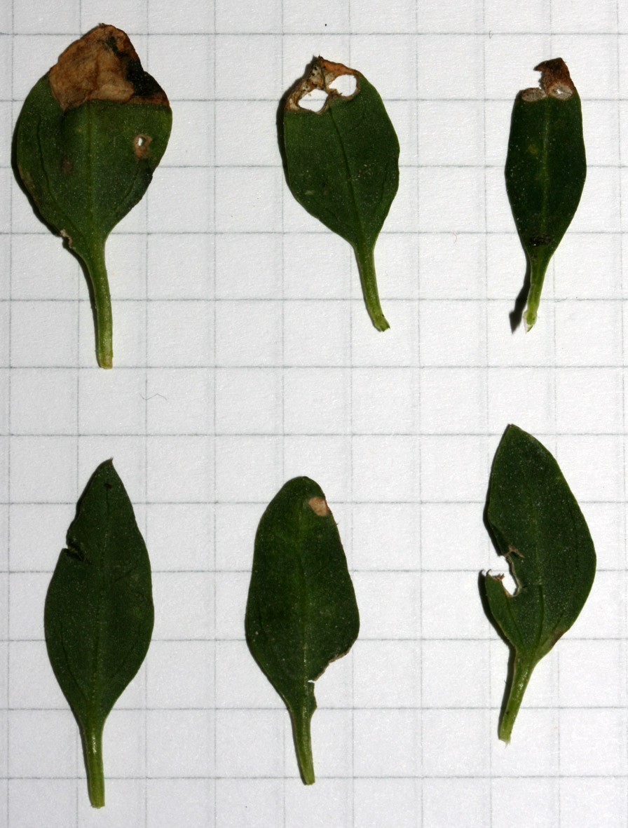 Chenopodium album sl.