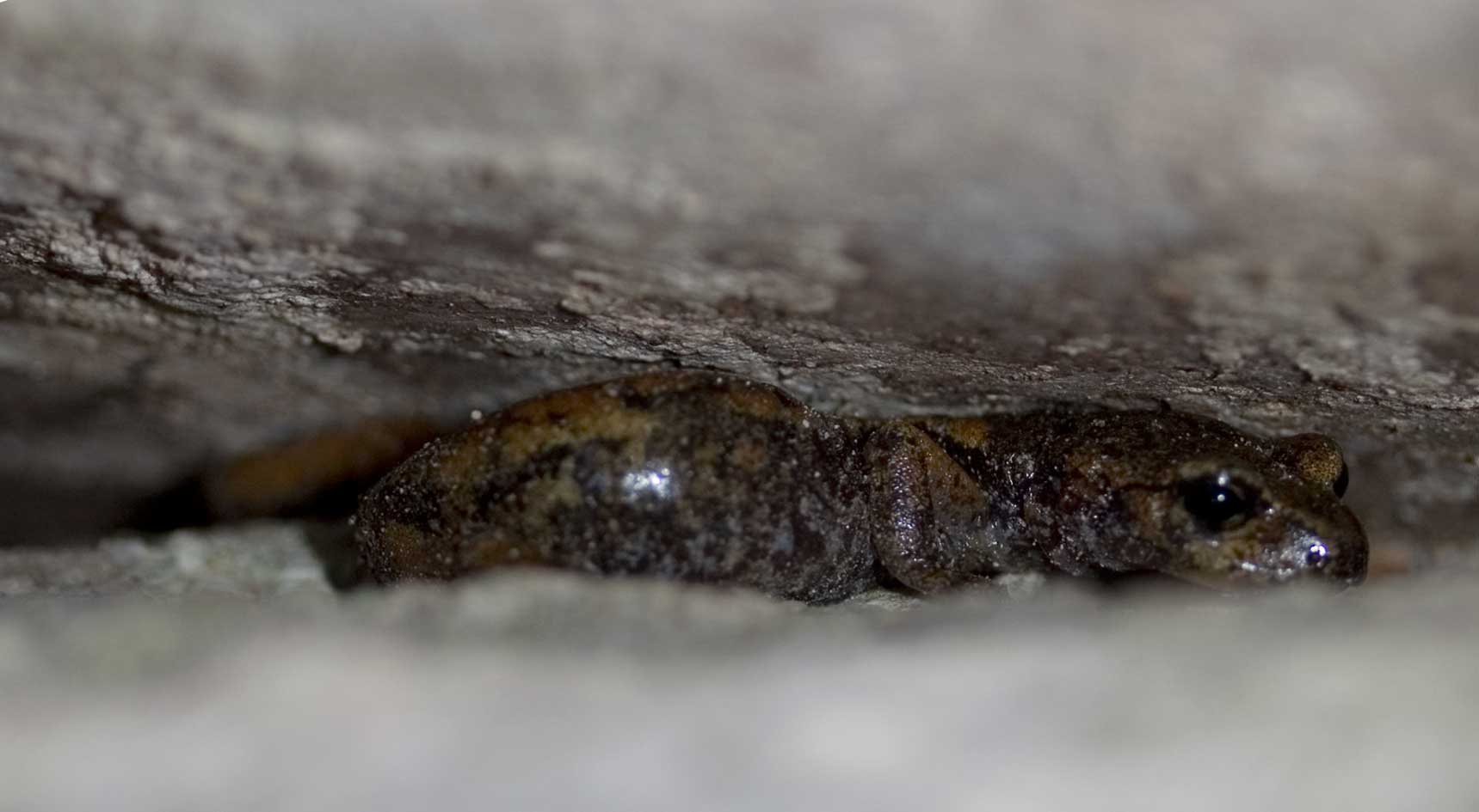 nella Grotta marchigiana
