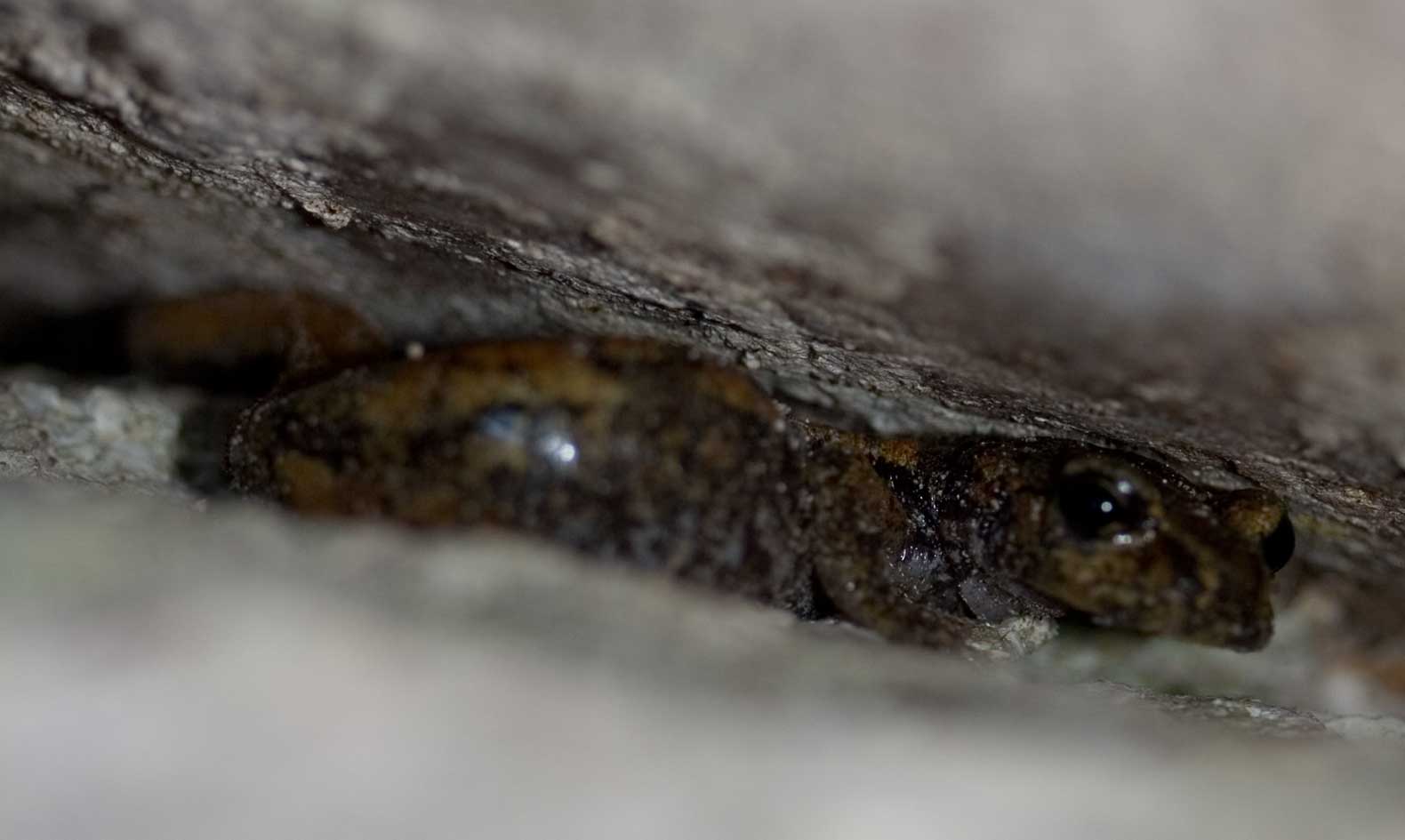 nella Grotta marchigiana