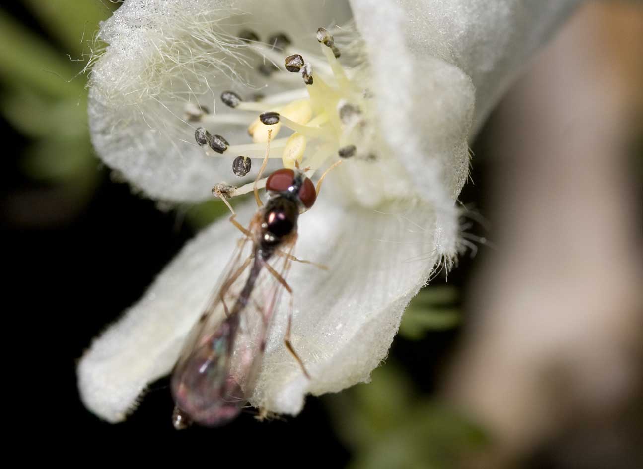 Su Aconitum: Baccha elongata F (Syrphidae)