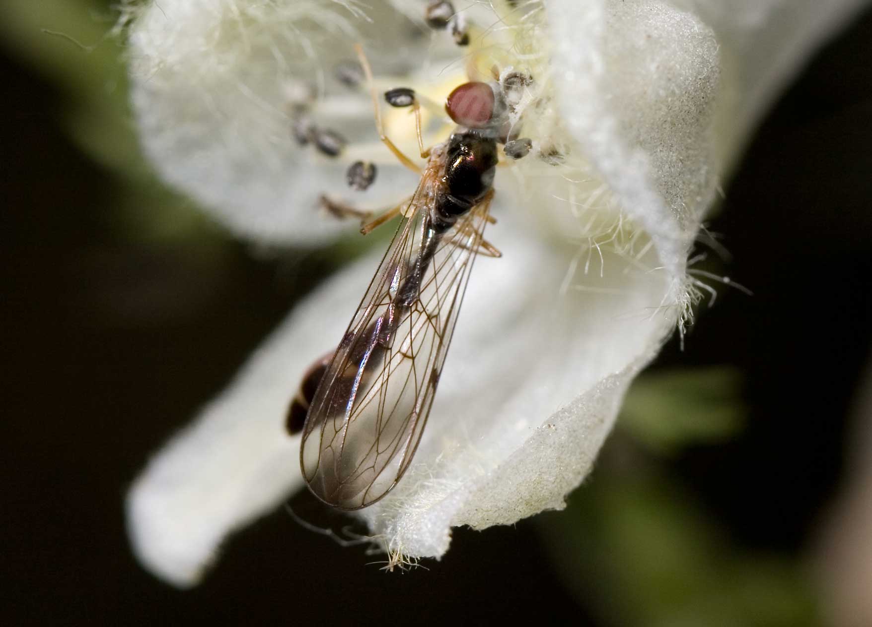 Su Aconitum: Baccha elongata F (Syrphidae)