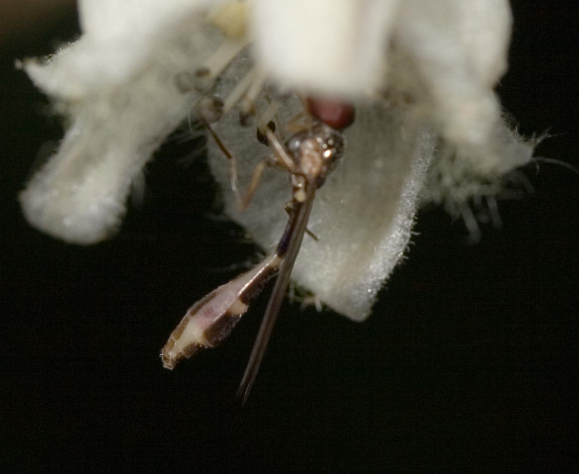 Su Aconitum: Baccha elongata F (Syrphidae)