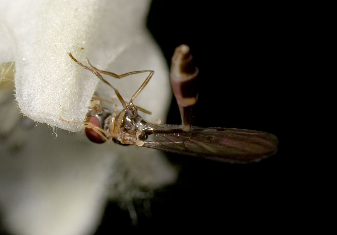 Su Aconitum: Baccha elongata F (Syrphidae)