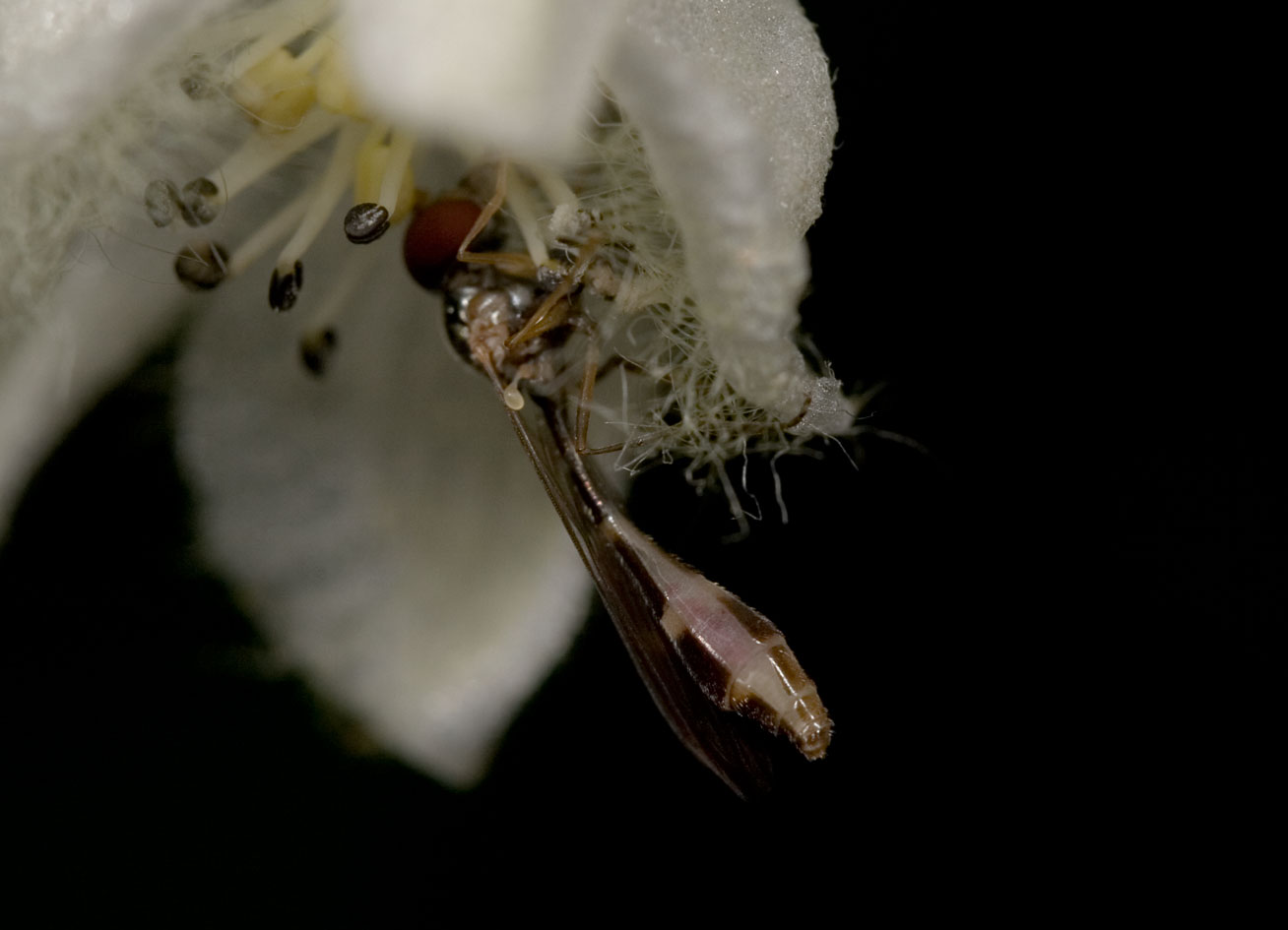 Su Aconitum: Baccha elongata F (Syrphidae)