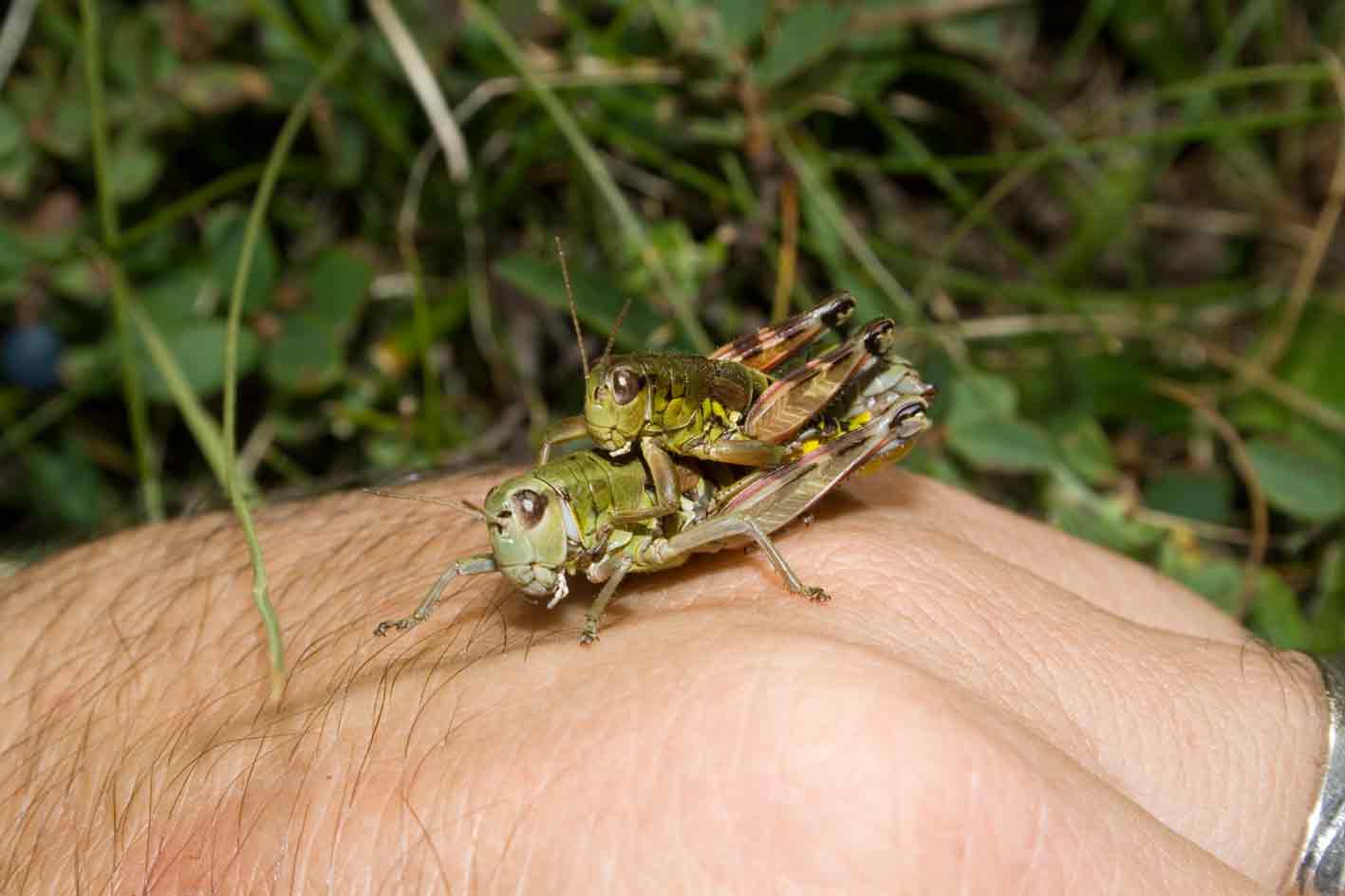 Coppia di Podisma emiliae