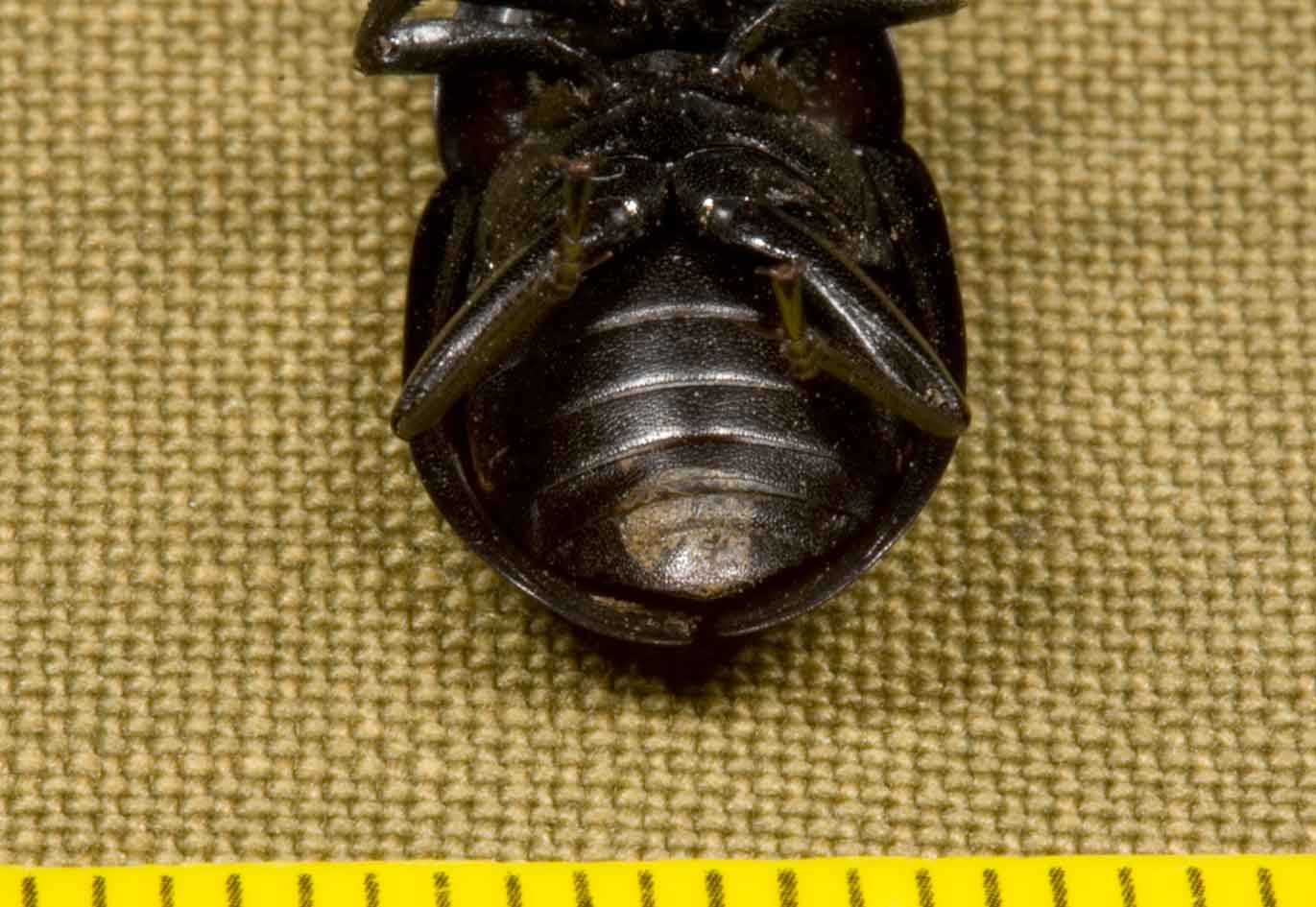 piccolo e nero: Silpha olivieri