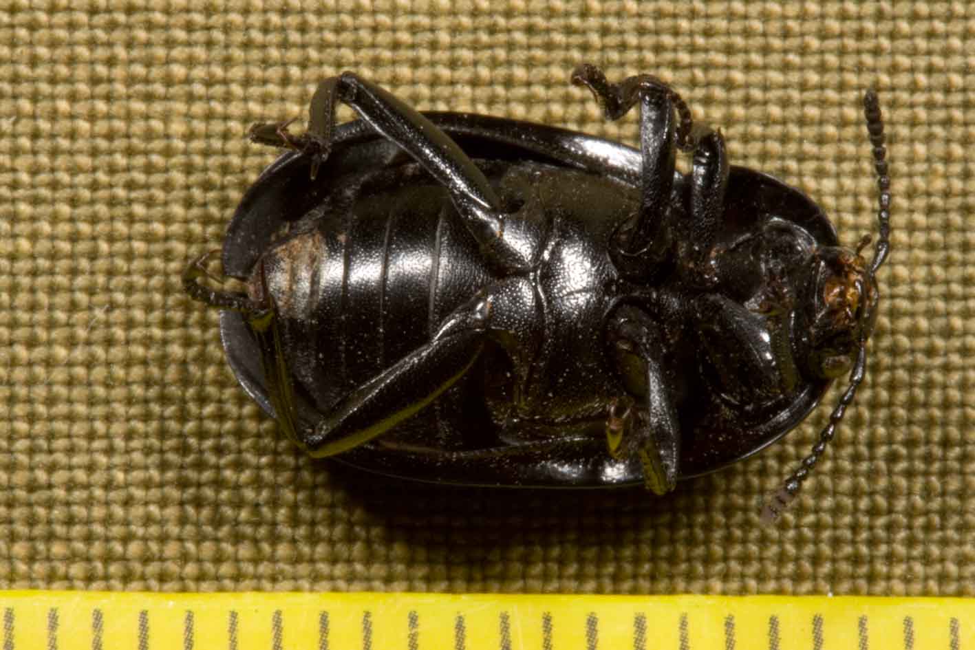 piccolo e nero: Silpha olivieri