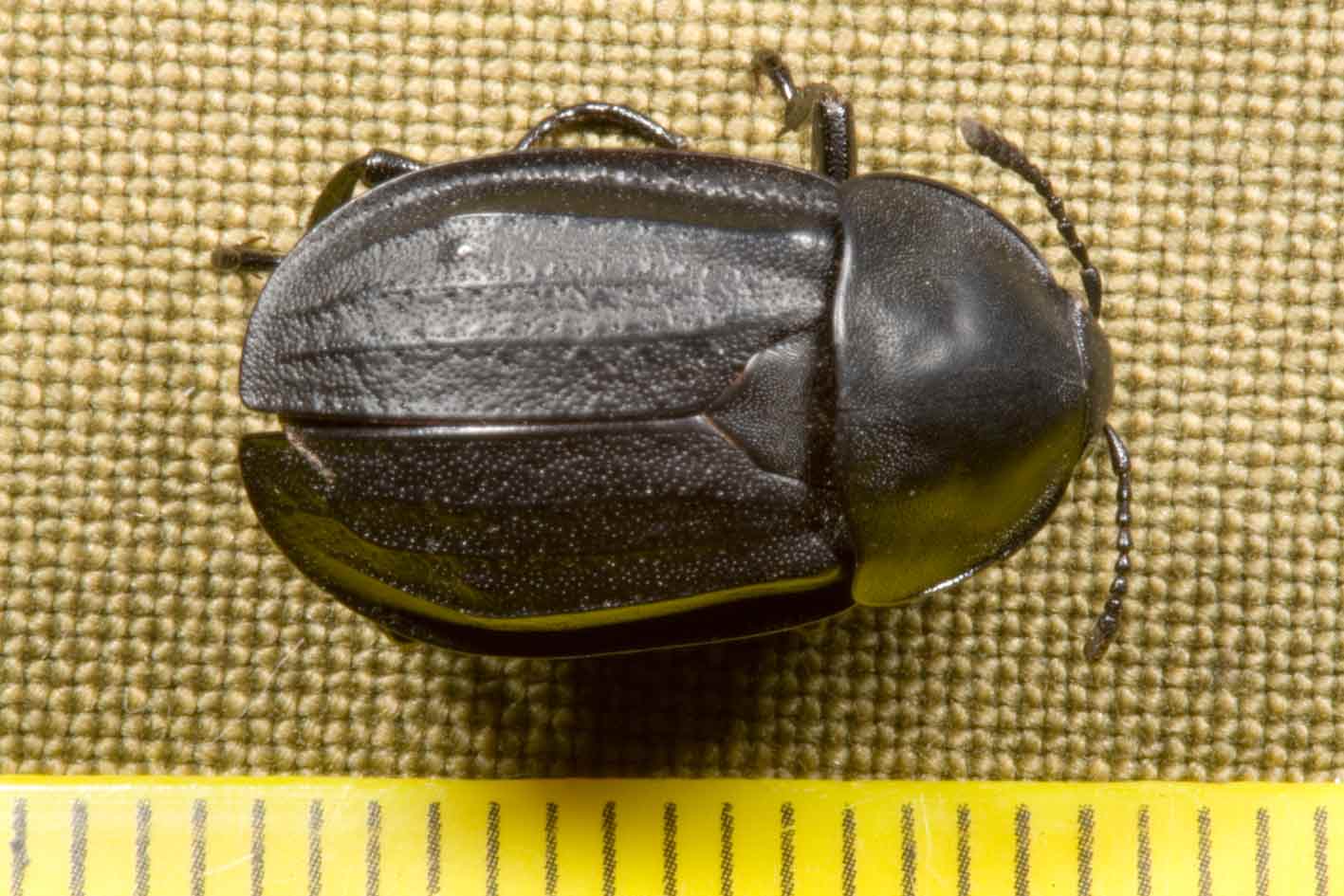 piccolo e nero: Silpha olivieri