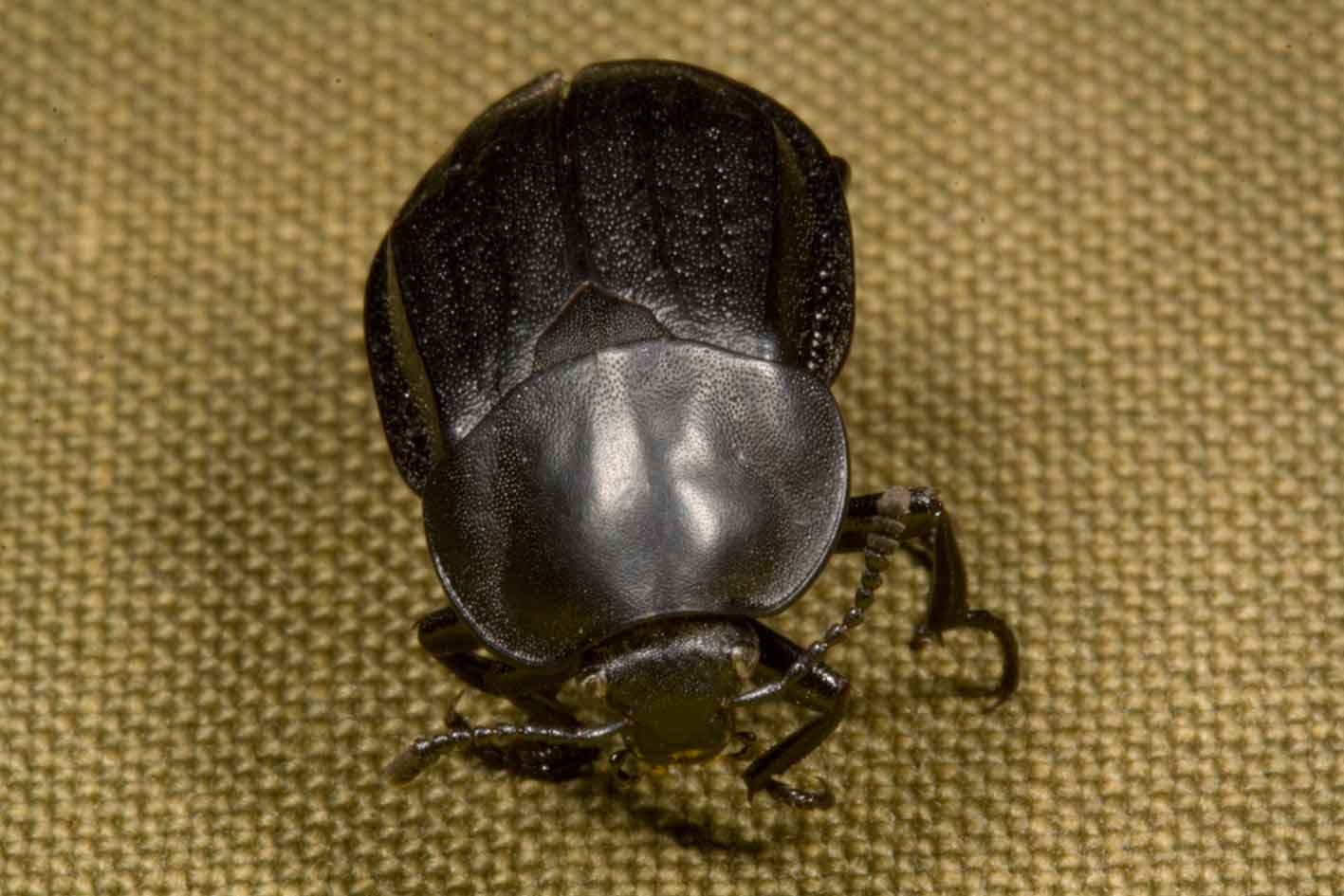 piccolo e nero: Silpha olivieri