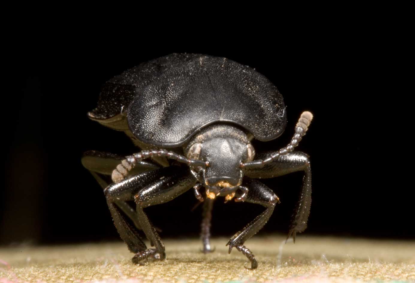 piccolo e nero: Silpha olivieri