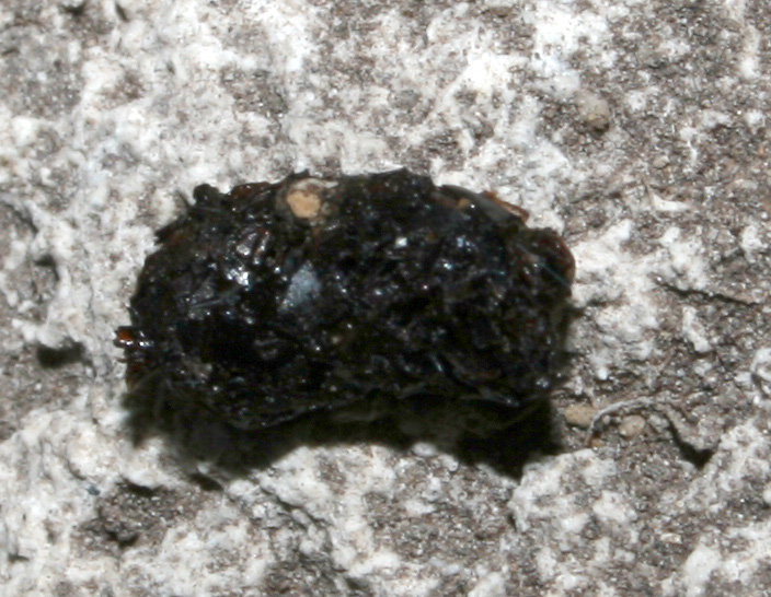 in una grotta