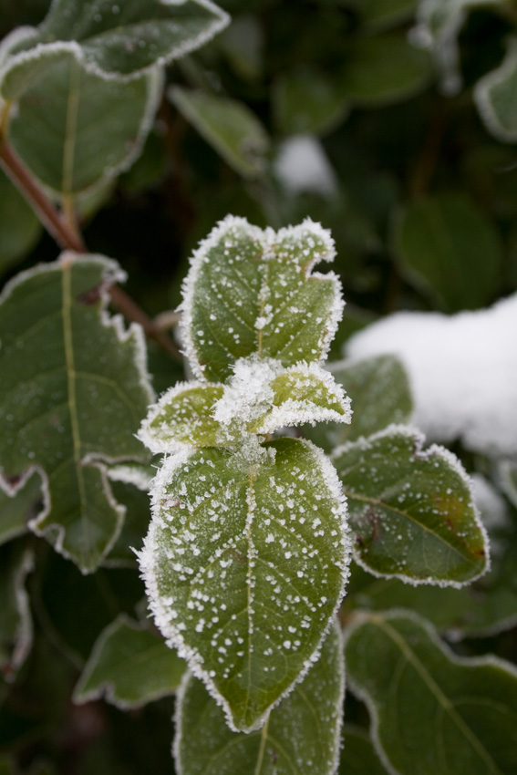 Viburnum tinus / Viburno-tino