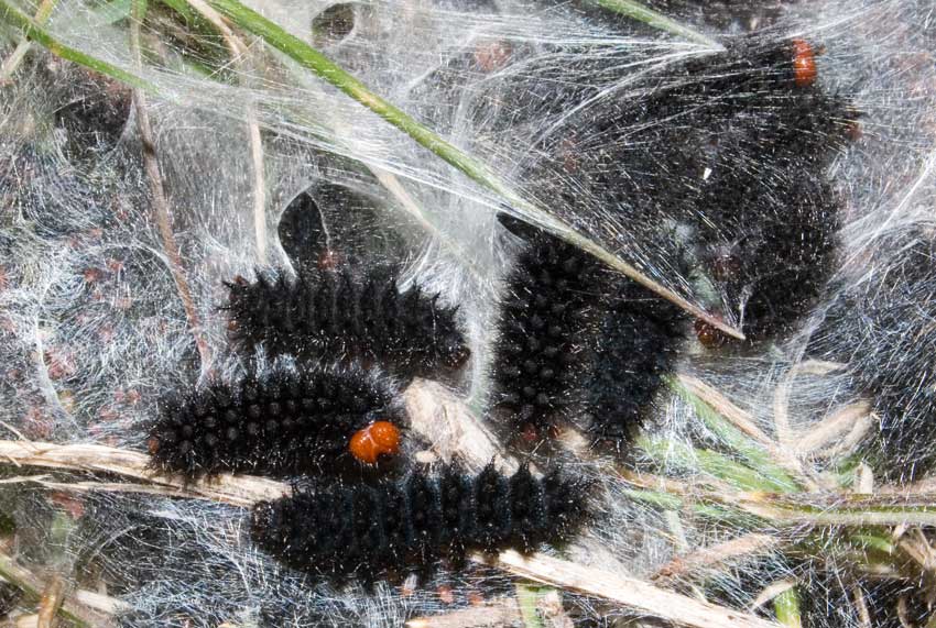 bruchi Testarossa - Melitaea cinxia