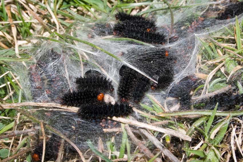 bruchi Testarossa - Melitaea cinxia