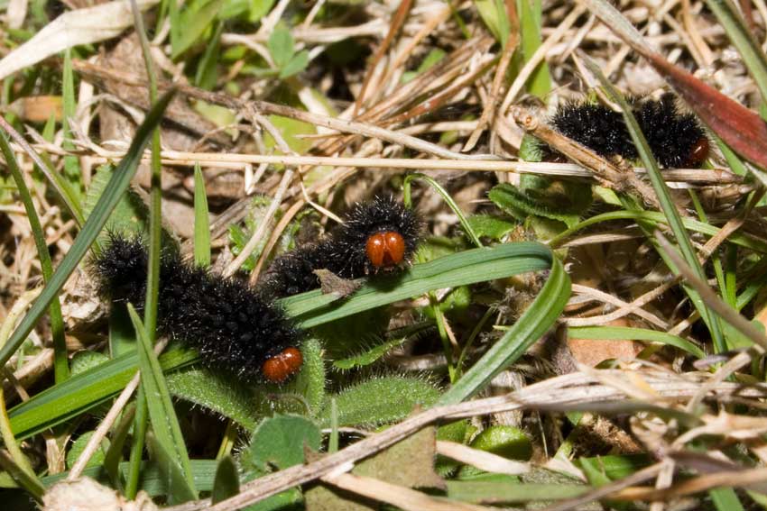 bruchi Testarossa - Melitaea cinxia