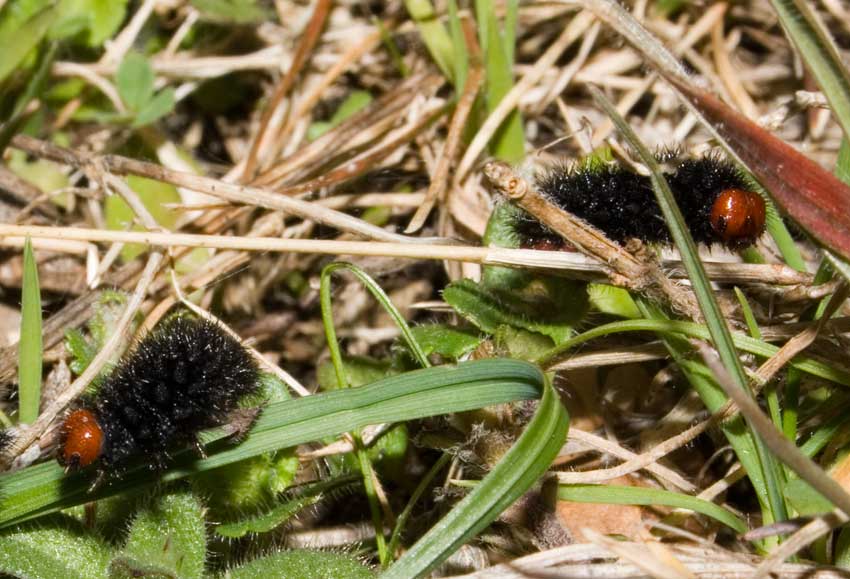 bruchi Testarossa - Melitaea cinxia