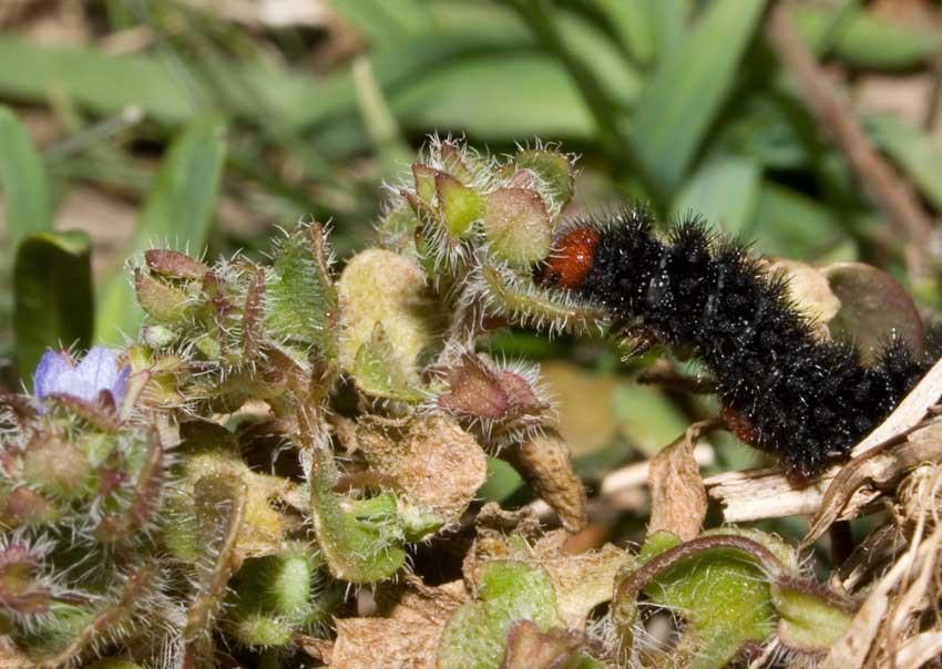 bruchi Testarossa - Melitaea cinxia