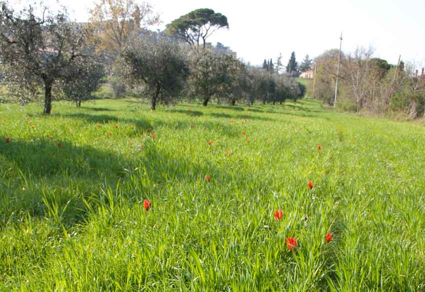 Tulipa agenensis / Tulipano occhio-di-sole