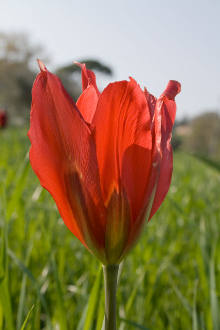 Tulipa agenensis / Tulipano occhio-di-sole