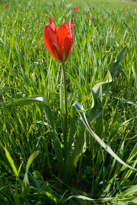 Tulipa agenensis / Tulipano occhio-di-sole