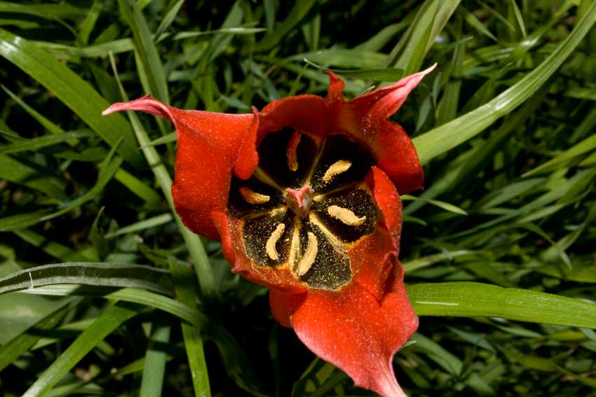 Tulipa agenensis / Tulipano occhio-di-sole