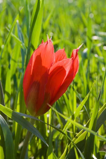 Tulipa agenensis / Tulipano occhio-di-sole