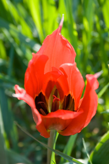 Tulipa agenensis / Tulipano occhio-di-sole