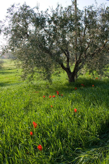 Tulipa agenensis / Tulipano occhio-di-sole
