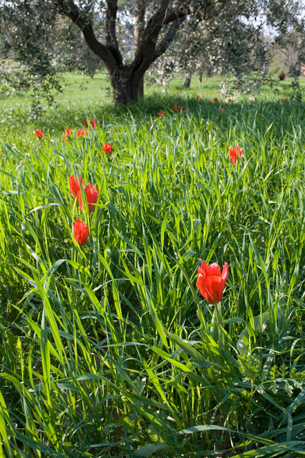Tulipa agenensis / Tulipano occhio-di-sole