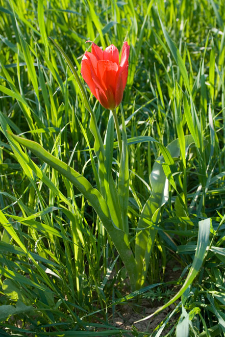 Tulipa agenensis / Tulipano occhio-di-sole