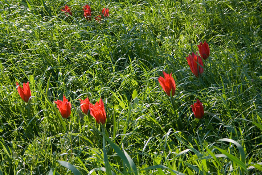 Tulipa agenensis / Tulipano occhio-di-sole