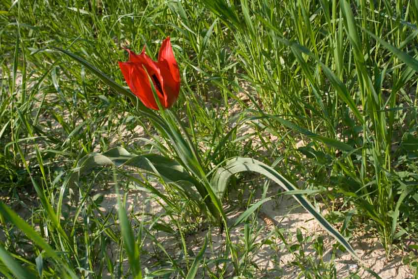 Tulipa agenensis / Tulipano occhio-di-sole