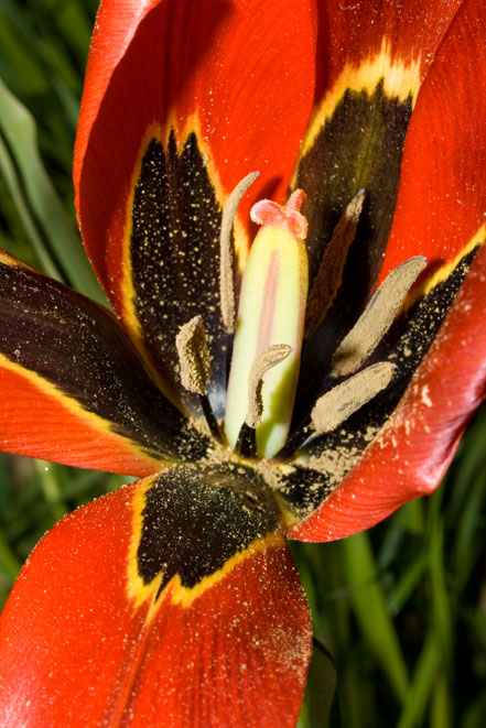 Tulipa agenensis / Tulipano occhio-di-sole