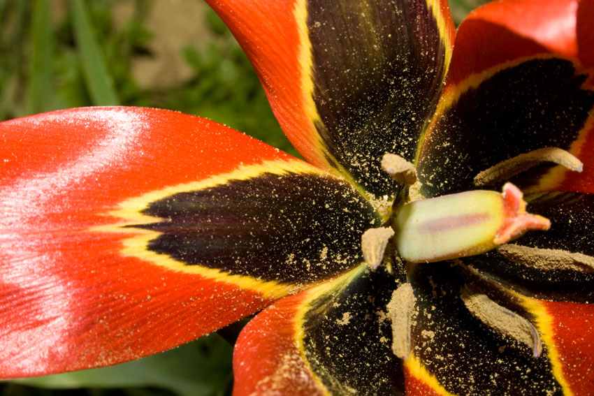 Tulipa agenensis / Tulipano occhio-di-sole