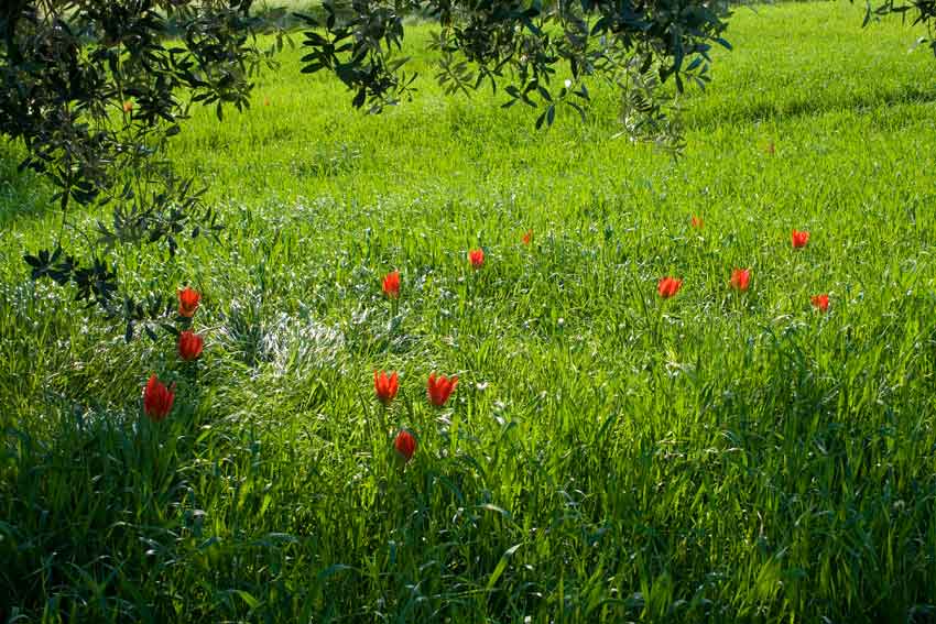 Tulipa agenensis / Tulipano occhio-di-sole