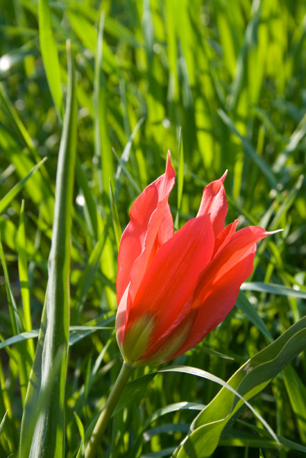 Tulipa agenensis / Tulipano occhio-di-sole