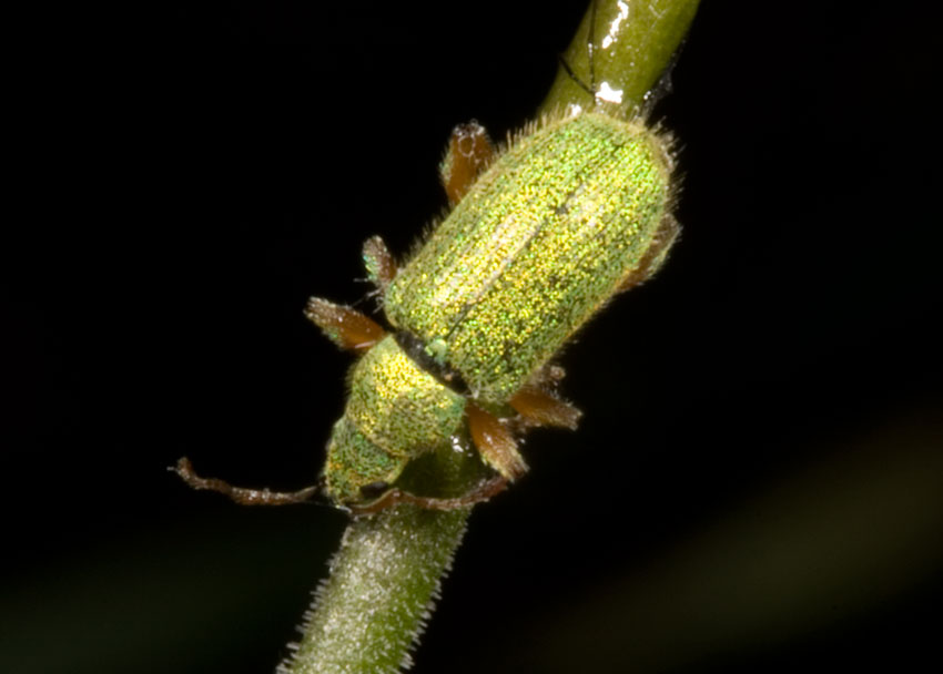 Curculionidae: Phyllobius etruscus