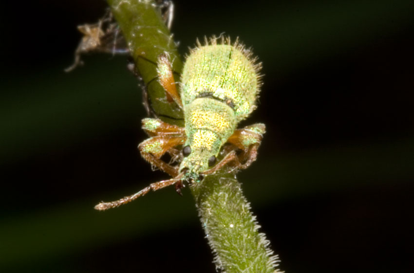 Curculionidae: Phyllobius etruscus