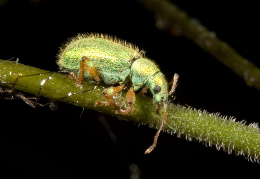 Curculionidae: Phyllobius etruscus