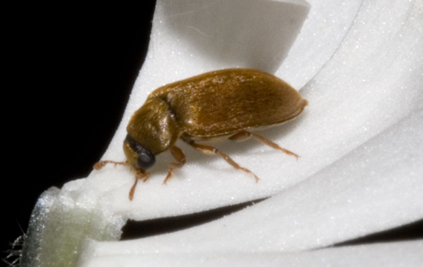 non invischiato: Byturus ochraceus