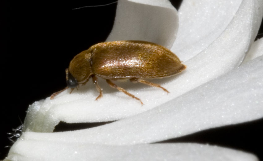 non invischiato: Byturus ochraceus