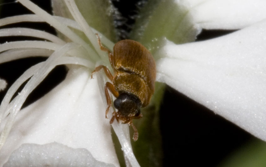 non invischiato: Byturus ochraceus