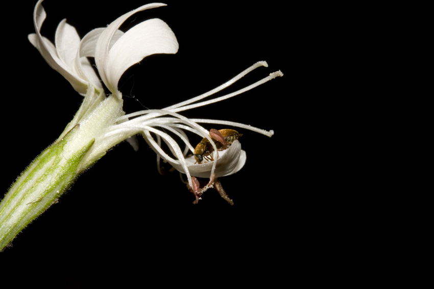 non invischiato: Byturus ochraceus