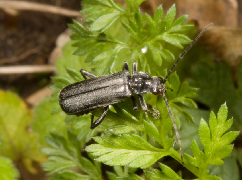 irrequieto: Cantharis tristis